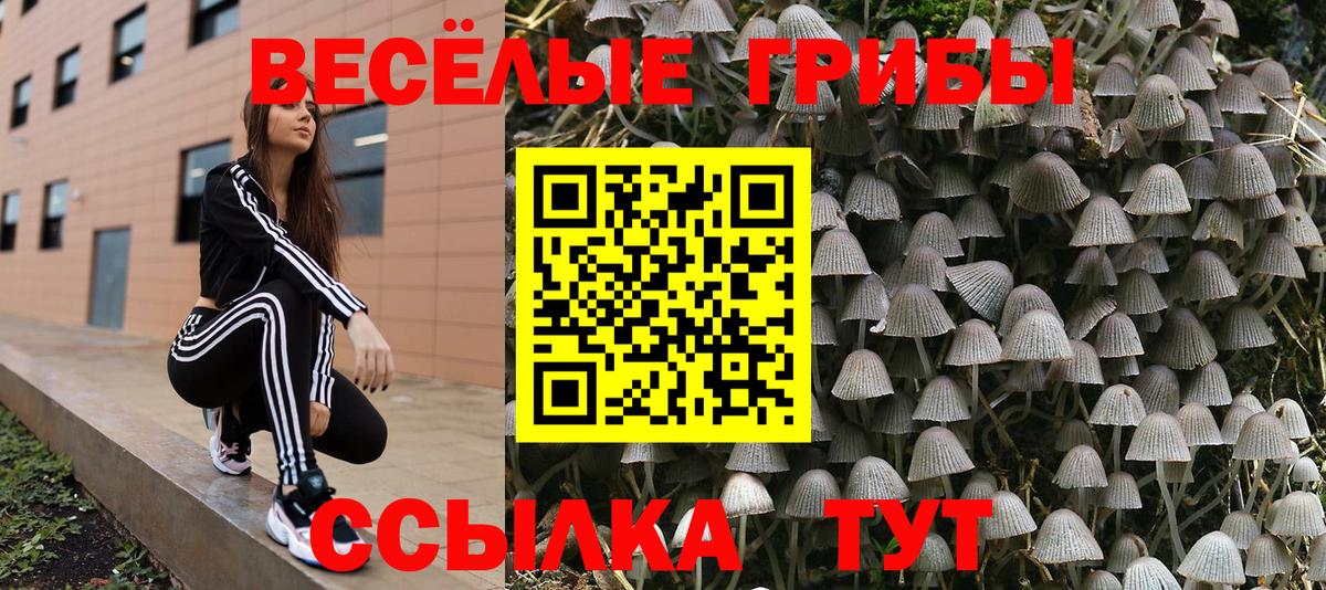 Северск  Псилоцибиновые грибы Cubensis  Вход с VPN 